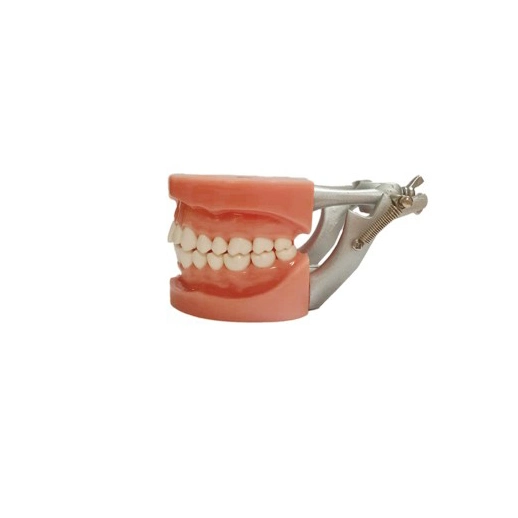 Standard Dental Model with Full Port Detachable Standard Model