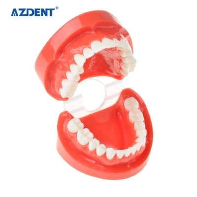 High Quality Azdent Standard Size Dental Study Model /Teeth Model